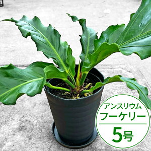 �y�ӂ邳�Ɣ[�Łz �A���X���E��(�A���X�����[��) �t�[�P���[ 5�� �� ���ꂢ ������ ����p �ƒ�p ���Y �① �y�V �ԗ�i ��t ���Ε� ���j�� ���蕨 �̋��[�� ���ꌧ ���ߍ] �ߍ] A70 �Γ��t��