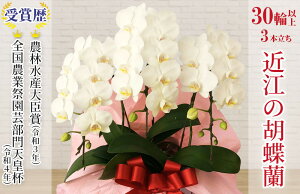 yӂ邳Ɣ[Łzߍ]̌Ӓ 3{ 30ֈȏ ~fBu~gvЃGt{ ꌧߍ]sE14 Ӓ  Mtg j 蕨 ꌧY Yn