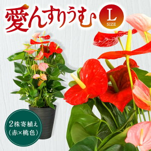 yӂ邳Ɣ[Łz 񂷂肤ށiAXEjLi2A^j  ꂢ  p ƒp Y ① yV ԗi t Ε j 蕨 ̋[ ꌧ ߍ] ߍ] C17 Γ