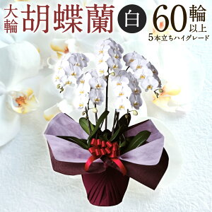 yӂ邳Ɣ[Łz ֌Ӓ  5{ nCO[h^Cv Ӓ  yV t ԗi Ε Mtg v[g j 蕨 ӂ邳Ɣ[ ꌧ ߍ] ߍ] AG09 H
