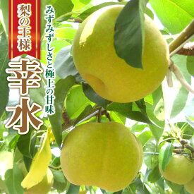 【ふるさと納税】【2026年先行予約】＼満足度★5！リピ続出の夏限定梨／あいとう梨 10～12玉《2026年8月下旬‐9月中旬頃出荷》 あいとうマーガレットステーション 滋賀県 東近江市 A-D41 梨 幸水 豊水 フルーツ 果物 旬 高糖度 産地直送 ギフト 贈答用