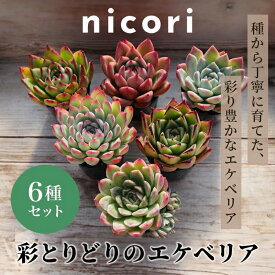 【ふるさと納税】【多肉植物】彩とりどりのエケベリア6種セット　お届け：11月～5月上旬