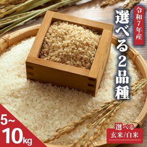 yӂ邳Ɣ[Łz ߘa7NY V 5kg Iׂ y i e Ď zʂЂ H̎ 5kg 10kg     2025NY Y ꌧ 쒬 _ƒ     Yn ӂ