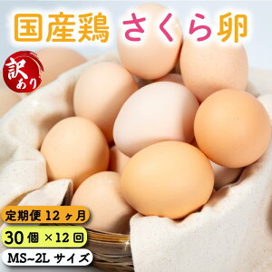yӂ邳Ɣ[Łz  󂠂  30 ( ܂ 25 + ⏞ 5 ) 12 12  Y {  ȈՕ RN̂ Z  Ƃꂽ ܂  nYn   ʎq 