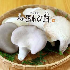 yӂ邳Ɣ[Łz I ё  500g  ̂    ̂ Y  H N ꌧ   蕨 Mtg Yn т т