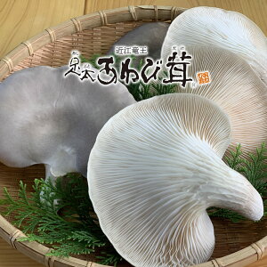 yӂ邳Ɣ[Łz ё  250g  ̂    LmR Y  H N ꌧ  蕨 Mtg Yn 5000~ȉ т т