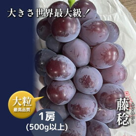 【ふるさと納税】【令和6年産予約】藤稔1房（500g以上）　【 果物 フルーツ デザート 食後 産地直送 大粒 黒ブドウ 樹上完熟 】　お届け：2024年8月上旬～8月下旬ごろ