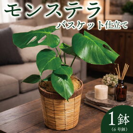 【ふるさと納税】 モンステラ バスケット仕立て 植物 インテリア 観葉植物 京都府 京都 久御山町 久御山 デルムンド