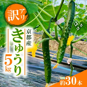 yӂ邳Ɣ[Łz yAzイ 5kg 󂠂 s{  T_ ܂  Е {[ t@~[  LE 30{