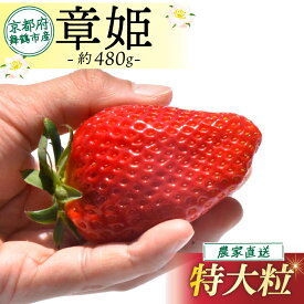 【ふるさと納税】 【先行予約】【2026年1月発送】 いちご章姫 480g前後 (特大粒) 大粒 特大 大きいいちご 苺 イチゴ 果物 フルーツ 箱入り 完熟 真っ赤 おいしい 甘い 評判 農家直送 産地直送 鮮度 抜群 好評 人気 ハウス栽培 あきひめ 舞鶴 京都 嵯峨根農園