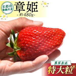 yӂ邳Ɣ[Łz ys\zy2026N1z ͕P 480gO (嗱) 嗱  傫  C`S ʕ t[c  n ^  Â ] _ƒ Yn N