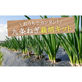 楽天市場 九条ネギ 干し苗の通販