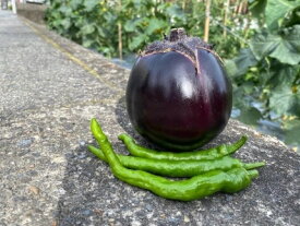 【ふるさと納税】【先行予約・2026年7月発送】京野菜「3種セット」賀茂茄子・万願寺とうがらし・伏見とうがらし | 京野菜 伝統野菜 数量限定 先行予約 先行受付 茄子 ナス なす 賀茂茄子 ステーキ 田楽 グラタン 旬 まんがんじ とうがらし 唐辛子 あまとう 虹色Farm