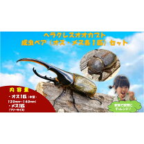 楽天市場】ヘラクレス ペアの通販