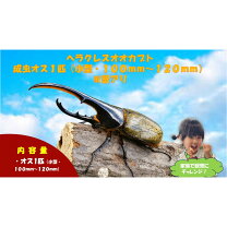 楽天市場】ヘラクレスオオカブトの通販