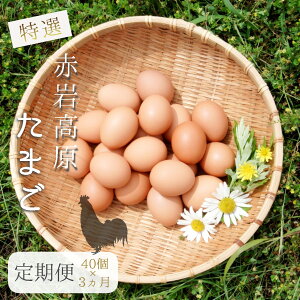 yӂ邳Ɣ[Łz yցz Ԋ⍂܂ 40×3 120iIj 7.2kgȏ  ^}S M`L TCY