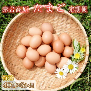 yӂ邳Ɣ[Łz yցz Ԋ⍂܂ 40×6 240iIj  ^}S M`L TCY