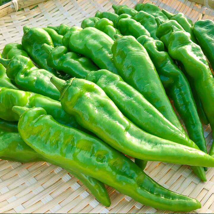楽天市場 ふるさと納税 京野菜 万願寺とうがらし からくない 肉厚甘い 逸品 箱入り 1kg 2 4人用 送料無料 23年7月より発送 京都府舞鶴市