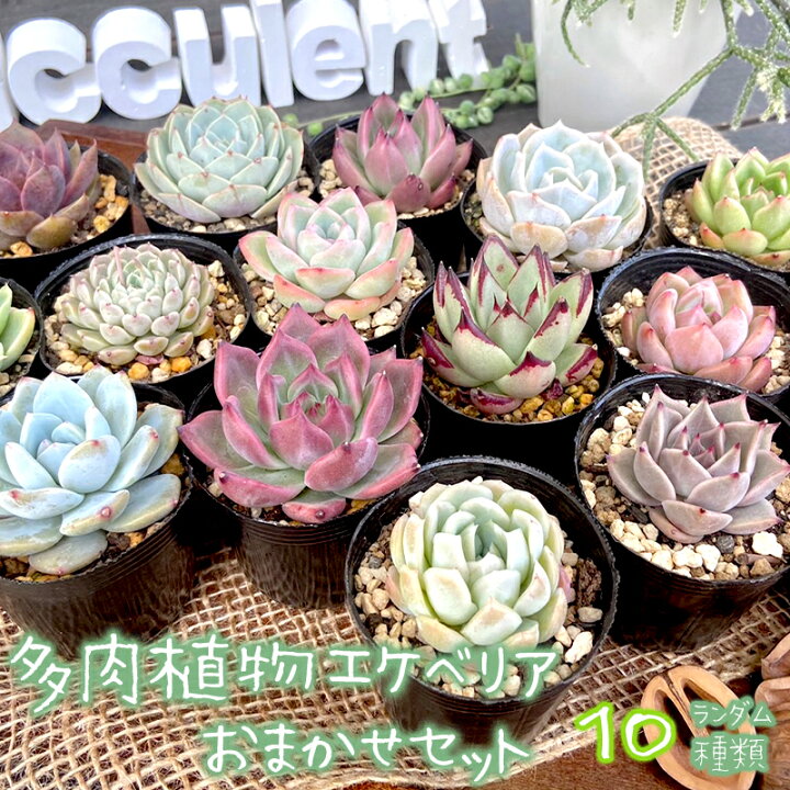楽天市場】【ふるさと納税】多肉植物 エケベリア おまかせセット 10 