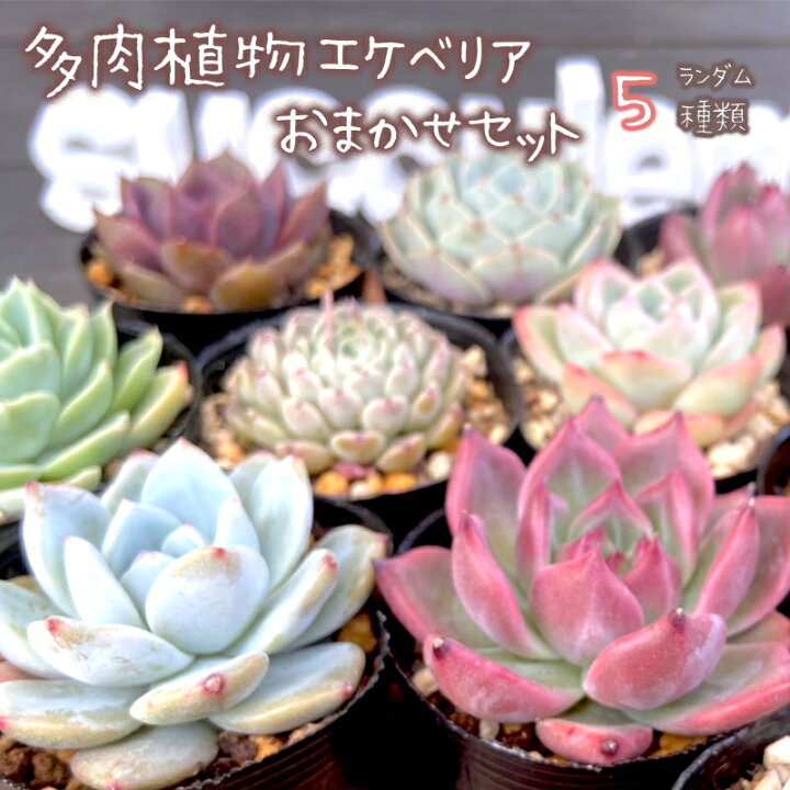 楽天市場】【ふるさと納税】 多肉植物 エケベリア おまかせ セット  