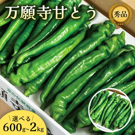【ふるさと納税】7月発送 京都産 万願寺甘とう 秀品 化粧箱入り 600g〜2kg 京野菜 辛くない 甘唐辛子 夏野菜 農協直送 ギフト対応 京都府舞鶴市JA