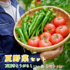 【ふるさと納税】 夏野菜セット 万願寺とうがらし1kg トマト2kg 化粧箱入 夏野菜 セット 野菜 万願寺とうがらし とまと 合計3kg 農家直送 盛り合わせ 京都 舞鶴 嵯峨根農園 【送料無料】