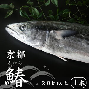 yӂ邳Ɣ[Łz y11`4{z tII {ނ s 2.8kg ȏ N 1 VR VN NxQ ① i}m   yz