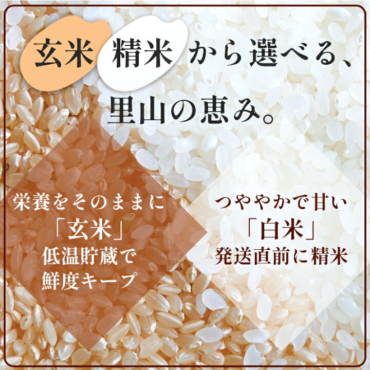楽天市場】【ふるさと納税】【令和7年産】コシヒカリ 5kg 10kg 定期便 