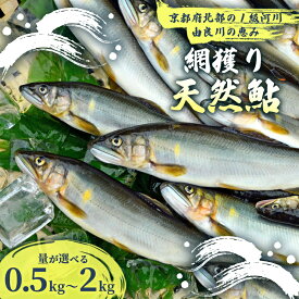 【ふるさと納税】【2025年夏発送】 天然鮎 網獲り 約0.5〜2kg（約7匹〜44匹）【 由良川の網獲り 由良川漁協 鮮魚 生魚 活魚 あゆ 鮎 新鮮 魚 さかな 直送 綾部 京都 魚介 川魚 塩焼き 生あゆ 】