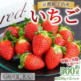 【ふるさと納税】＜中粒か大粒を選べる＞京都府宇治市産いちご(各計約500g・約250g×2パック・ギフト箱入り) 苺 イチゴ 果物 くだもの フルーツ 【uj-FL002】【red】