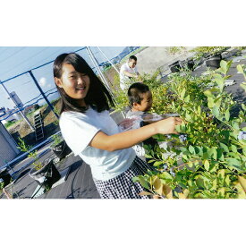 楽天市場 コロンバス ブルーベリーの通販
