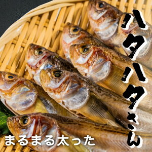 yӂ邳Ɣ[ŁzہXn^n^Bn^n^ 銱 ۊ  Yn Hi Hו ܂ L  蕨 v[g ƒp y2025N4{`z @