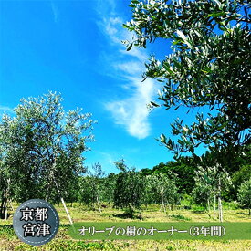 【ふるさと納税】京都宮津 オリーブの樹のオーナー（3年間） チケット オーナー権 オリーブオイル 宮津産 100％ イタリア トスカーナ産 ブレンド ギフト 収穫 体験 石けん 関連商品 お届け　宮津市