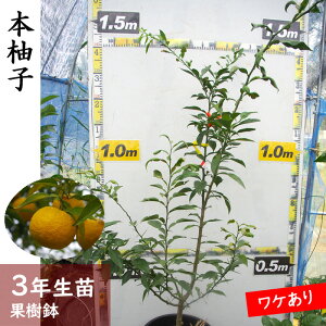 yӂ邳Ɣ[Łzs󂠂t3N c؁k {Mq(ق䂸)[ʎc 2023N] kCEEւ̔zs
