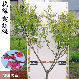 【ふるさと納税】大苗 ◇ ウメ (花梅) 寒紅梅 (かんこうばい) [地掘苗]＜すだ農園＞ ※北海道・沖縄・離島への配送不可 ※2025年11月中旬～2026年3月末頃に順次配送予定