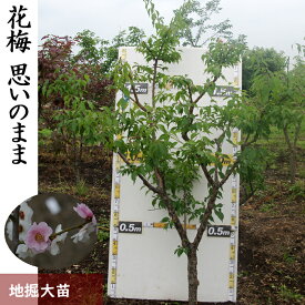 【ふるさと納税】＜すだ農園＞大苗 農園直送◇ ウメ (花梅) 思いのまま[地掘苗]《花 苗木 記念樹 シンボルツリー》※南関東、東海、関西、中国地方のみ配送可能（離島は不可） ※2025年11月中旬～2026年3月下旬頃に順次発送予定（1・2月を除く）