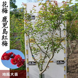 【ふるさと納税】＜すだ農園＞大苗 農園直送◇ ウメ (花梅) 鹿児島紅梅 (かごしまこうばい)[地掘苗]《花 苗木 記念樹》 ※南関東、東海、関西、中国地方のみ配送可能（離島は不可） ※2025年11月中旬～2026年3月下旬頃に順次発送予定（1・2月を除く）