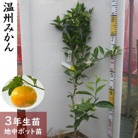 【ふるさと納税】《訳あり》 3年生 苗木 温州ミカン(品種おまかせ)［地中ポット苗 2023年］自家栽培 人気 庭木 果物 柑橘類 シンボルツリー 庭作り 実がなる木 ※2025年10月中旬～2026年6月頃に順次発送(※2026年1月～4月上旬頃の配送不可) ※北海道・沖縄・離島への配送不可