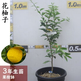 【ふるさと納税】訳あり＜すだ農園＞3年生 苗木 ◇柑橘類 花柚子(ハナユ・花ユズ) [果樹鉢苗 2023年]※北海道・沖縄・離島への配送不可