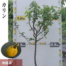 【ふるさと納税】＜すだ農園＞3年生 苗木 ◇カリン（花梨）[地掘苗 2023年] ※北海道・沖縄・離島への発送不可 ※2025年12月上旬～2026年4月下旬頃に順次発送予定