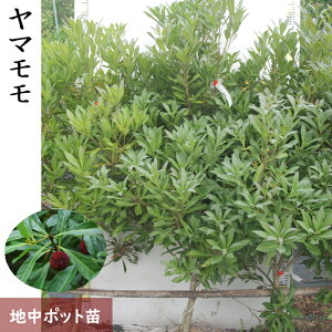 yӂ邳Ɣ[Łzc  }(R) (i킨܂)[n|bgc] sʎ ʎc t c  X ܂tkCEEւ̔zs 2025N10{`12A2026N4