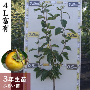 yӂ邳Ɣ[Łz_3Nc JLiÊ`j4LxL[ӂ邢c 2023N] c ڂ Ȃ  c ʎ kCEEւ̔zs 2025N11{`2026N3{ɏ