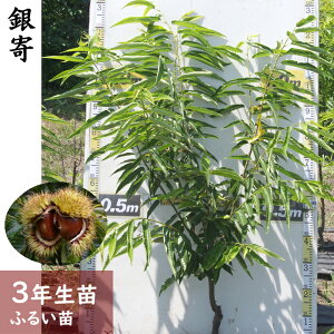 yӂ邳Ɣ[Łz_3Nc N(I ) (悹)[ӂ邢c 2023N]c ڂ Ȃ  c ʎ kCEEւ̔zs 2025N11{`2026N3