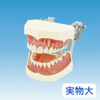 楽天市場】顎模型の通販