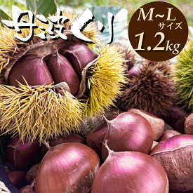 【ふるさと納税】京都亀岡産 丹波くり M～Lサイズ 1.2kg【期間限定 数量限定】《栗 くり 丹波栗 小粒 お菓子用》 ※2026年9月～発送