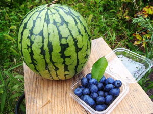 【定期便】京都丹波産【栽培期間中農薬・化学肥料不使用】野菜セット【デラックス】