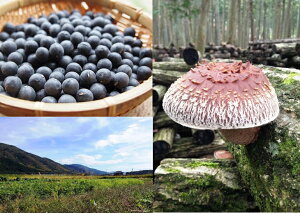 【定期便】京都丹波産【栽培期間中農薬・化学肥料不使用】野菜セット【デラックス】
