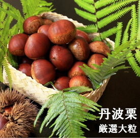 【ふるさと納税】【先行予約】期間・数量限定 丹波栗 厳選大粒 600g/1.2kg＜丹波四季菜料理 宮本屋＞ ｜くり 栗 丹波産 内容量選べる ※2026年9月～発送