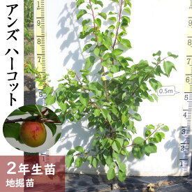 楽天市場 ハーコットの通販