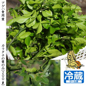 楽天市場 アゲハ 蝶 の エサの通販